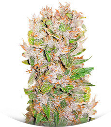 Auto Mimosa Punch fem (Advanced Seeds)