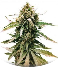 Auto Frisian Dew fem (Dutch Passion)