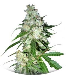 Power Kush fem (Dinafem Seeds)