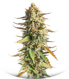 Strawberry Chemdawg OG fem (Dutch Passion)