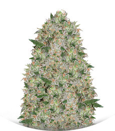 Vision Cookies fem (Vision Seeds)