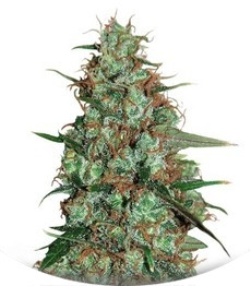 Wild Thailand Ryder Auto fem (World of Seeds)