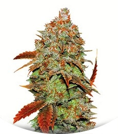 Auto Bubblegum Extra fem (Bulk Seed Bank)