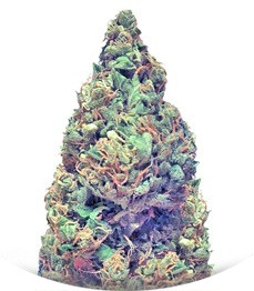 Deep Purple Haze Auto fem (Sumo Seeds)