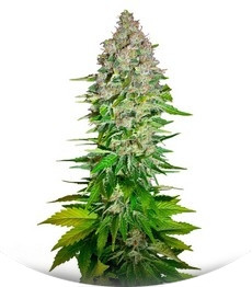 Jack 47 F1 Fast Version fem (Sweet Seeds)