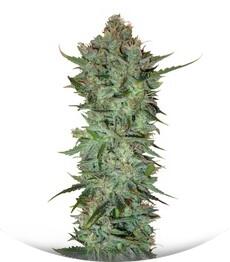 Skunk #1 regular (Sensi Seeds)