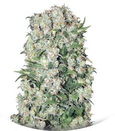 White Prussian fem (Bulk Seed Bank)