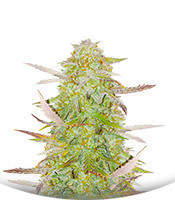 Grandmommy Purple Auto fem (Herbies Seeds)