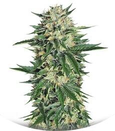 Dr. Greenthumb’s Em-Dog by B-Real fem (Humboldt Seeds)