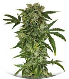 Haze Autoflowering fem (Dinafem Seeds)