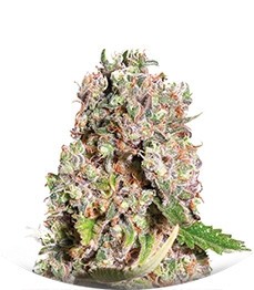 Mendocino Skunk fem (Paradise Seeds)