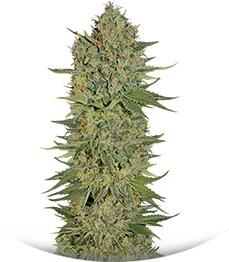 Serious Kush fem (Serious Seeds)