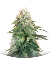 Auto Critical Orange Punch fem (Dutch Passion)