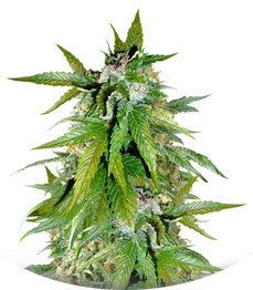Auto Kush fem (Female Seeds)