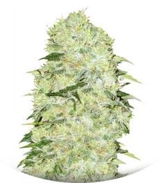 Bubblegum Extra fem (Bulk Seed Bank)