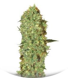 Marley's Bud fem (Bulk Seed Bank)