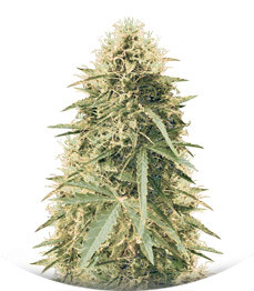 Northern Lights Auto fem (Vision Seeds)