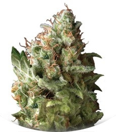 Pipi fem (Pyramid Seeds)