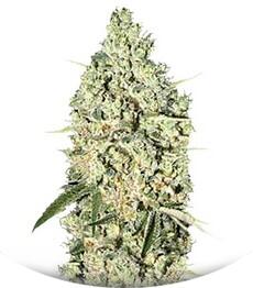 Auto Critical fem (Bulk Seed Bank)