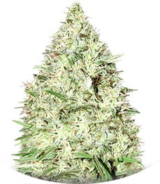 Honey Rock fem (Sumo Seeds)