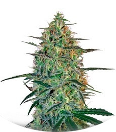 Malana Bomb Auto fem (Barney's Farm)