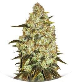 Psychedelic fem (Bulk Seed Bank)