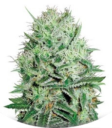 Auto Devil's Kiss fem (Bulk Seed Bank)