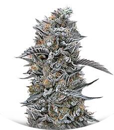 Black D.O.G. fem (Humboldt Seeds)
