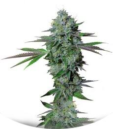 Cataract Kush fem (DNA Genetics)