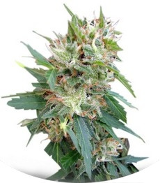 Buddha Deimos Auto fem (Buddha Seeds)