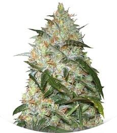 Grapefruit fem (Bulk Seed Bank)