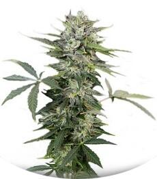 Roadrunner Autoflowering fem (Dinafem Seeds)