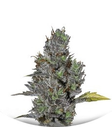 Viagrra fem (VIP seeds)