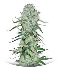 Auto Ultimate fem (Dutch Passion)