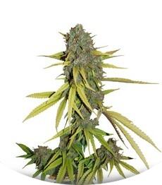 Lemon Skunk fem (DNA Genetics)