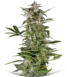 PolarLight #3 Auto fem (Dutch Passion)