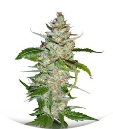 Swiss Cheese fem (Nirvana Seeds)