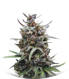 Baby Boom Auto fem (Kannabia Seeds)