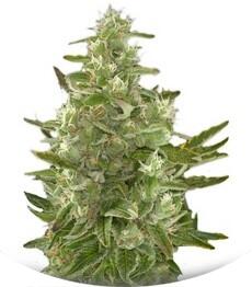 Critical + Autoflowering fem (Dinafem Seeds)