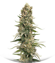 HiFi 4G fem (Dutch Passion)