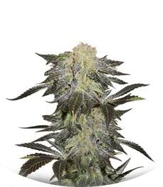 Mendocino Madness regular (TH Seeds)