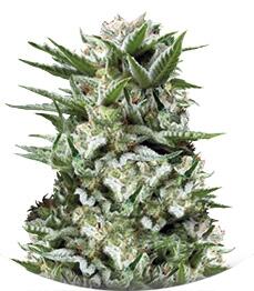 Sweet Madness fem (Trikoma Seeds)