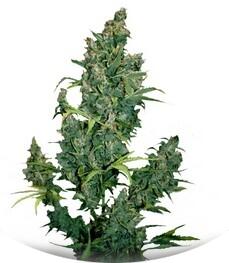 Tundra #2 Auto fem (Dutch Passion)