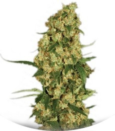 Wappa fem (Paradise Seeds)