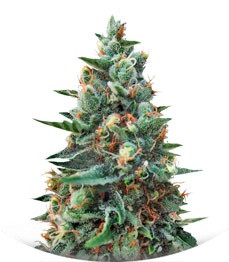 White Rush Auto fem (Dr. Krippling Seeds)