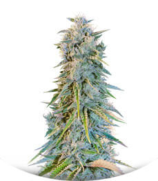 Blue Fire fem (Humboldt Seeds)