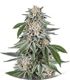 Gorilla fem (Dinafem Seeds)