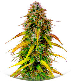 Auto Bruce Banner XXL fem (Advanced Seeds)