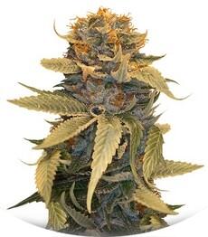 Lost Coast OG fem (Humboldt Seeds)