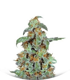 Orange Bud fem (Dutch Passion)